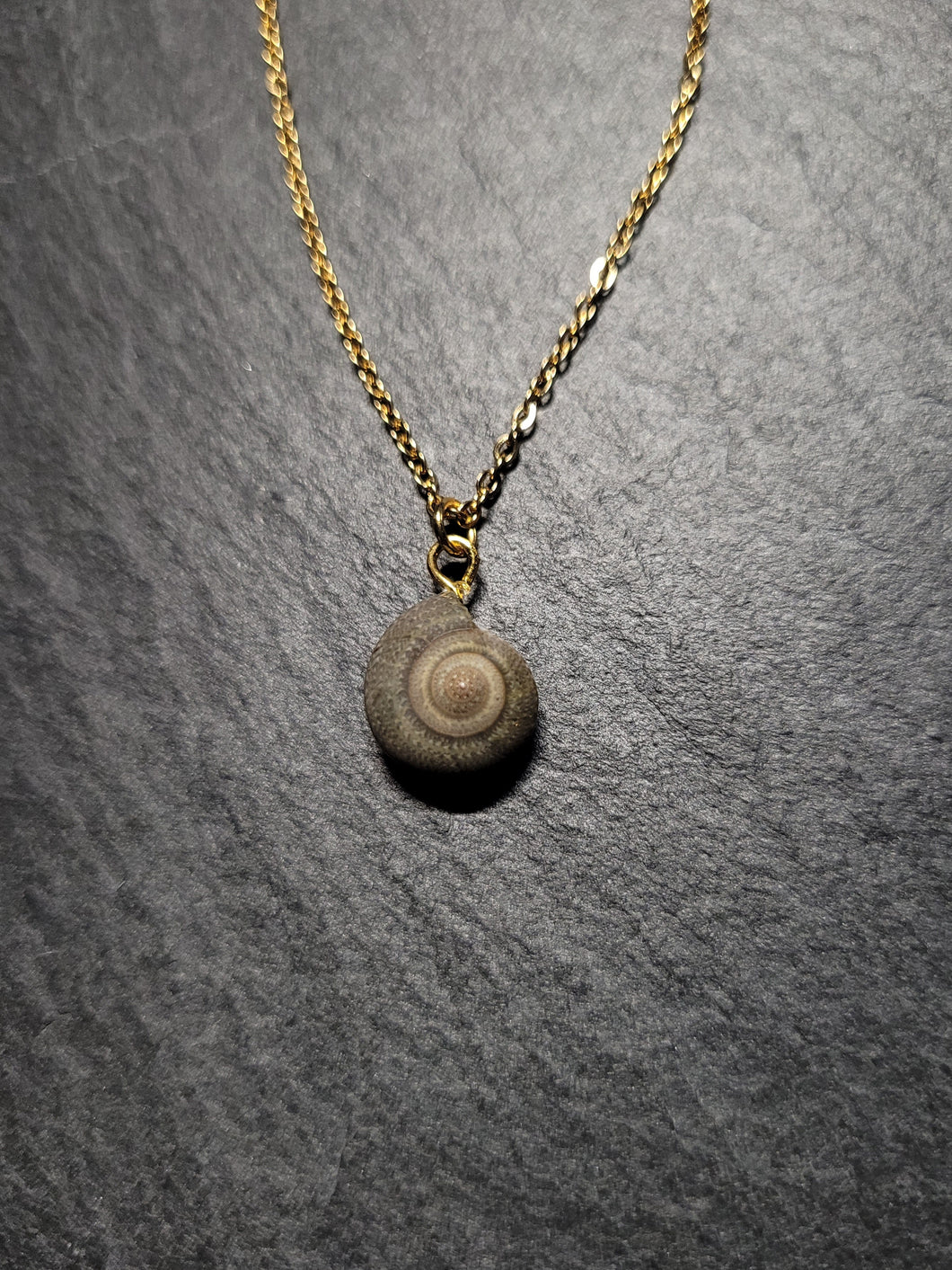 Real Shell Necklace
