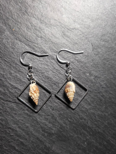 Real Shell Earrings