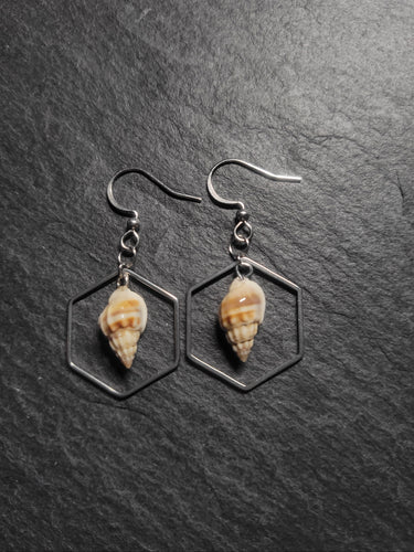 Real Shell Earrings