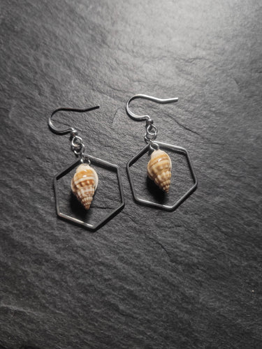 Real Shell Earrings