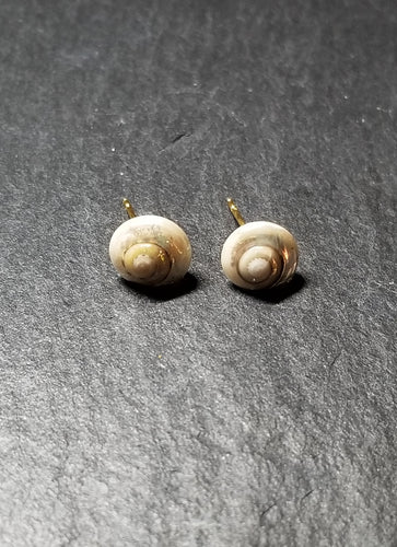 Small Shell Stud Earrings