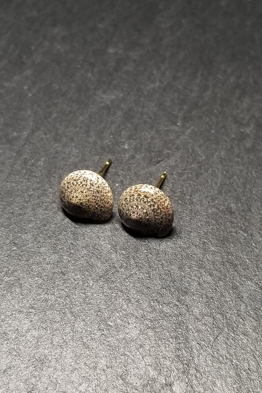 Small Shell Stud Earrings