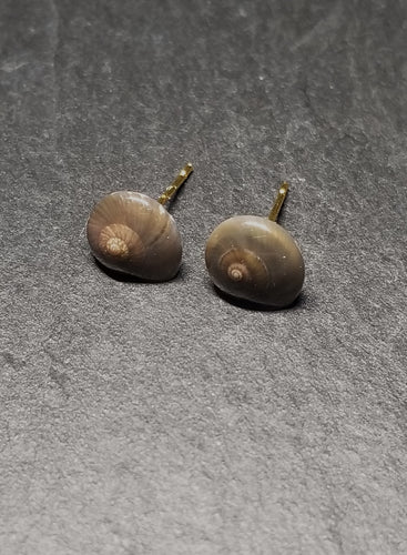 Small Shell Stud Earrings