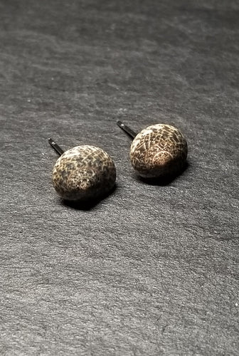 Small Shell Stud Earrings