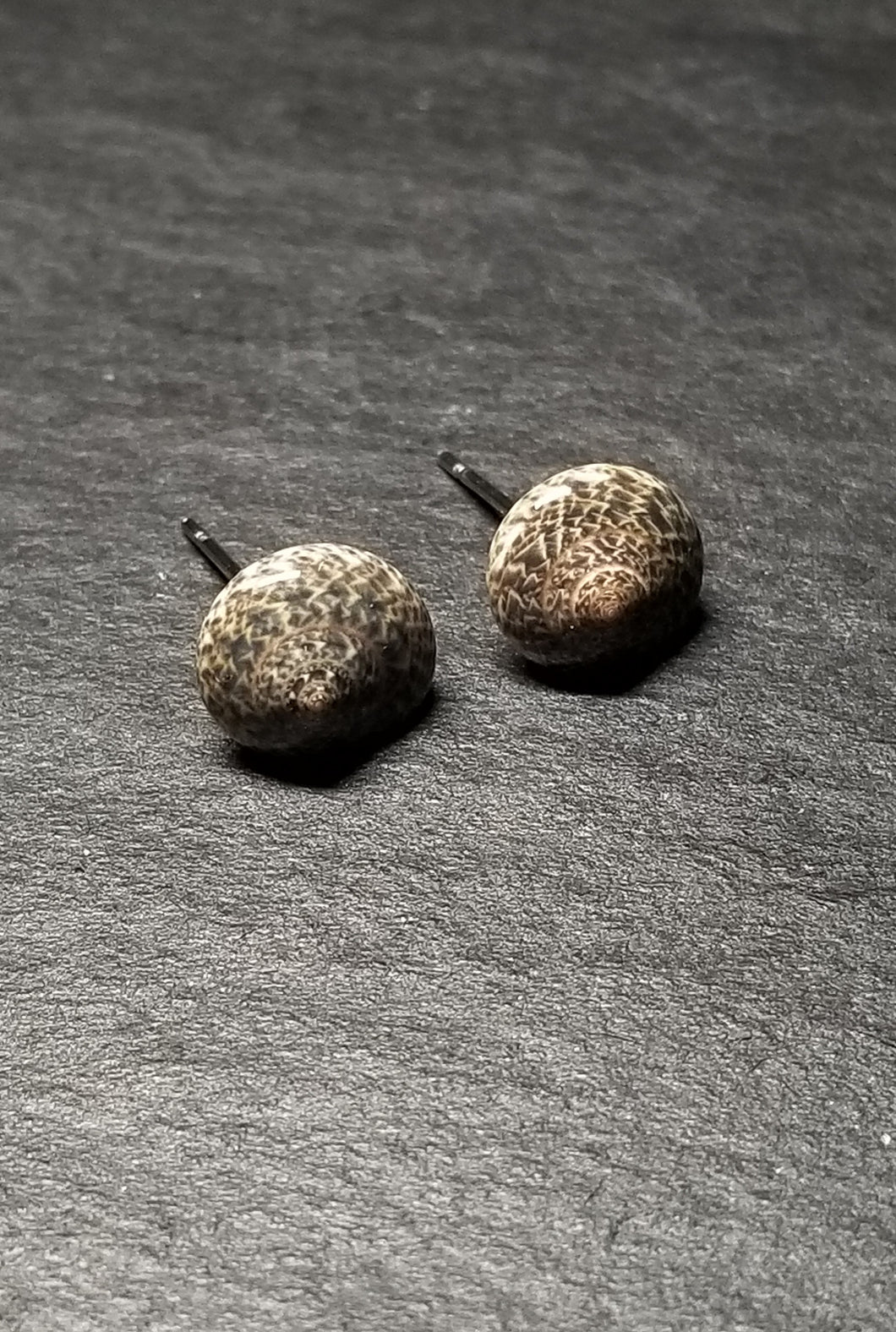 Small Shell Stud Earrings