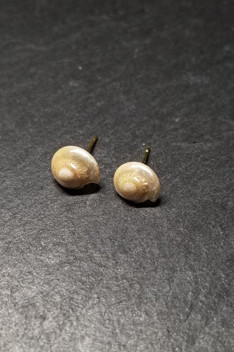 Small Shell Stud Earrings