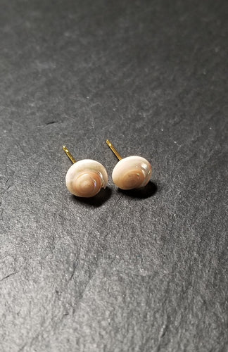 Small Shell Stud Earrings