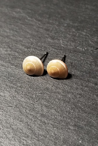 Small Shell Stud Earrings