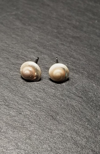 Small Shell Stud Earrings