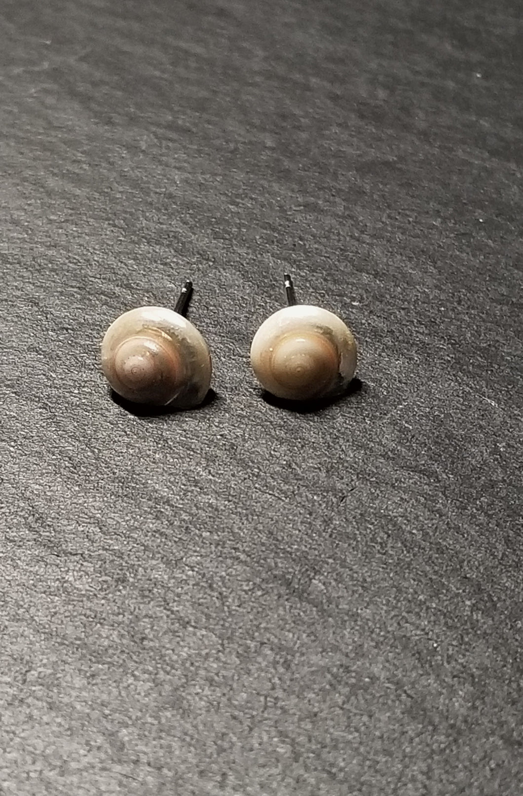 Small Shell Stud Earrings