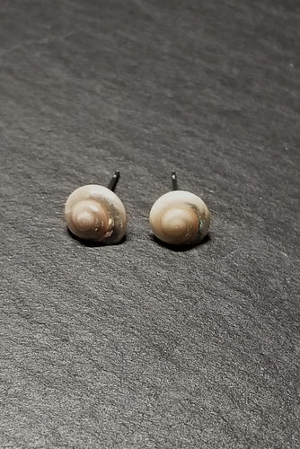 Small Shell Stud Earrings