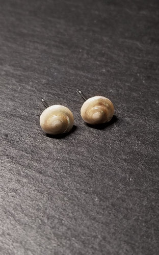 Small Shell Stud Earrings