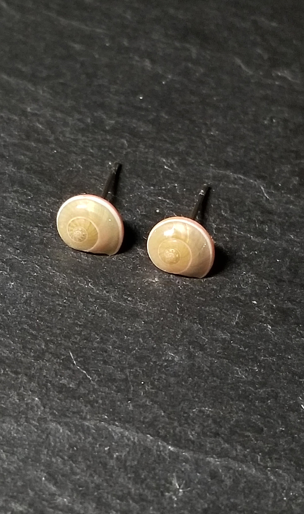 Small Shell Stud Earrings